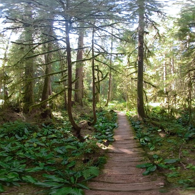 A 360 photo of a wood boardwalk in a dense rainforest surrounded by lush plants and tall trees. 