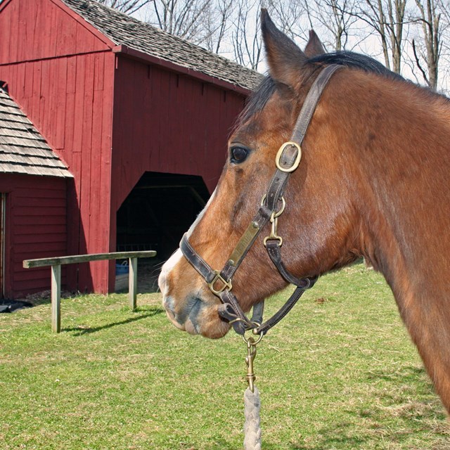 A horse from the neck up in front of a red barn.