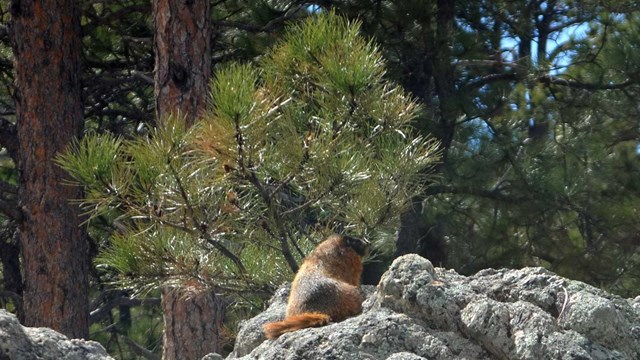 A yellow-bellied marmot enjoys some morning sun on a granite outcrop.