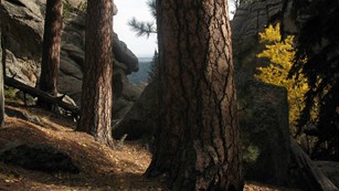 Old growth ponderosa pine trees near Mount Rushmore.