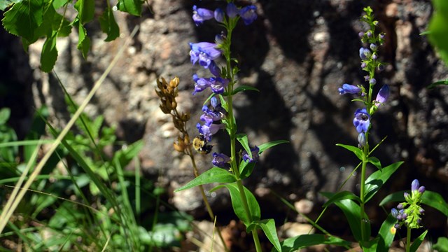 A bee pollinating a sawsepal penstemon at Mount Rushmore