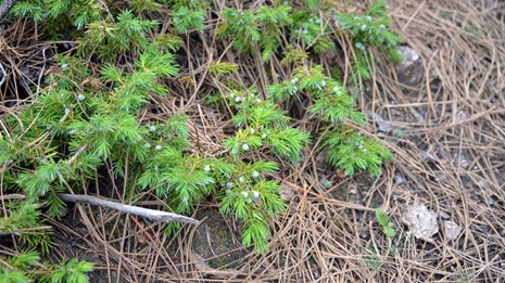 Closeup photo of a common juniper.