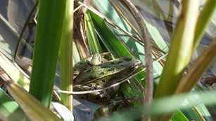 A northern leopard frog sitting among cattails.