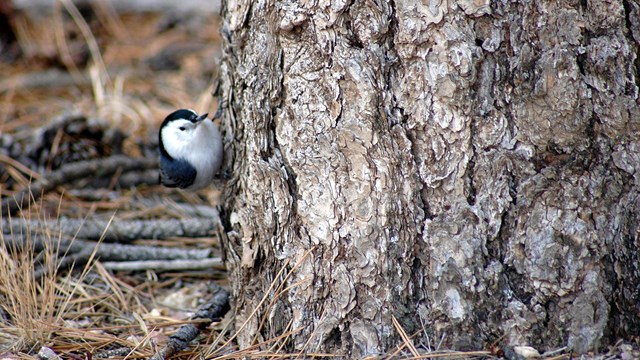 A white-breasted nuthatch near the base of a ponderosa pine tree.