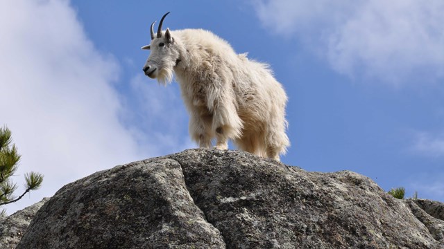 A mountain goat standing on a large granite outcrop.