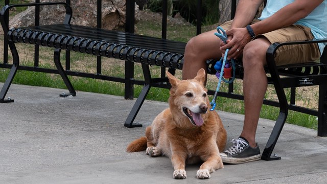 A dog sits near its owner in the area between the parking garages.