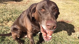 A brown dog posing for the camera.