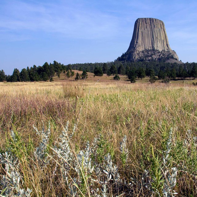 Devils Tower from the Joyner Ridge Trail with grasses and sagebrush in the foreground.