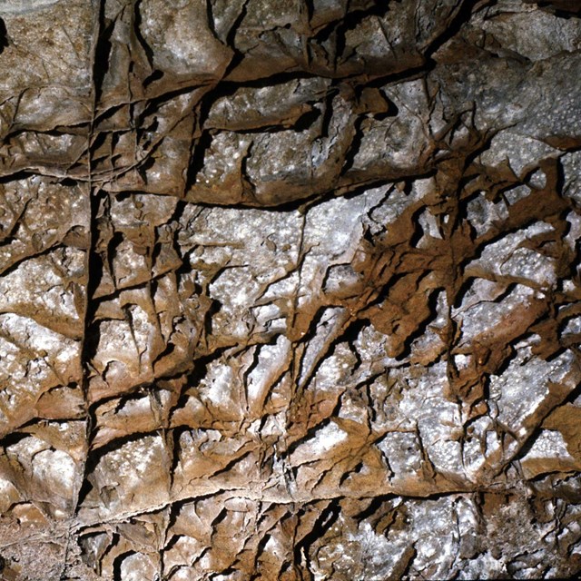 A calcite formation resembling honeycombs, called boxwork, is abundant in Wind Cave. 