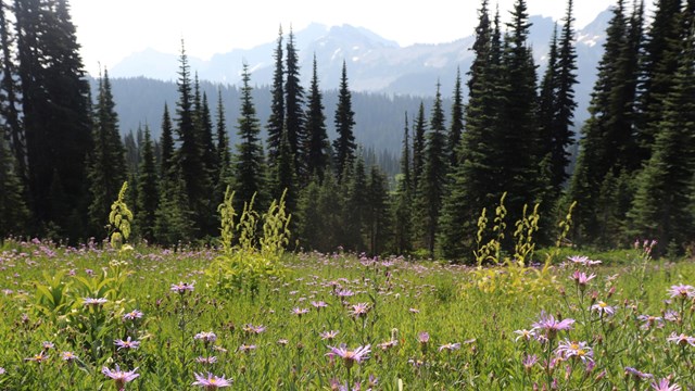 Field of asters