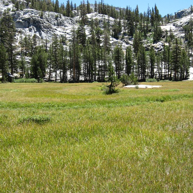 Green wetland with mountain slopes and trees in background