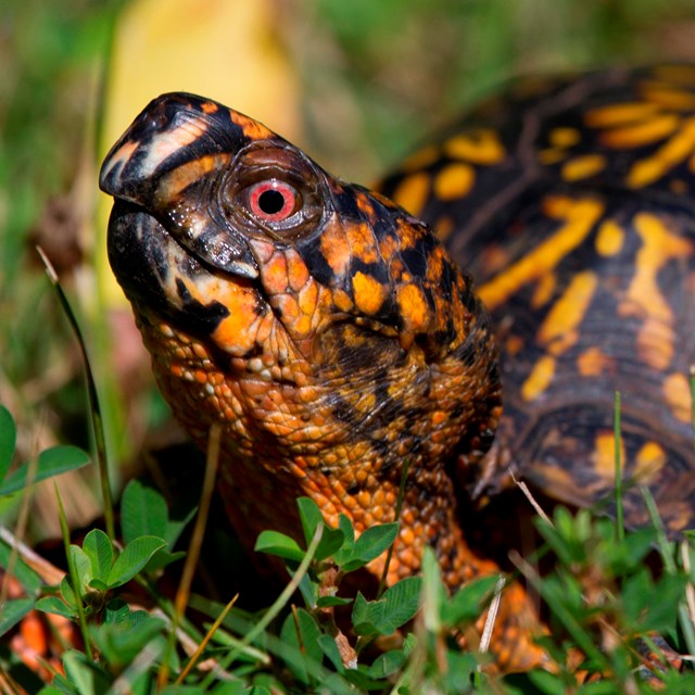 Close up of turtle with orange and black splotched head