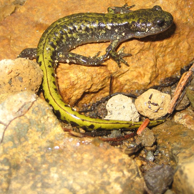 A salamander with a yellow blotchy stripe down its back