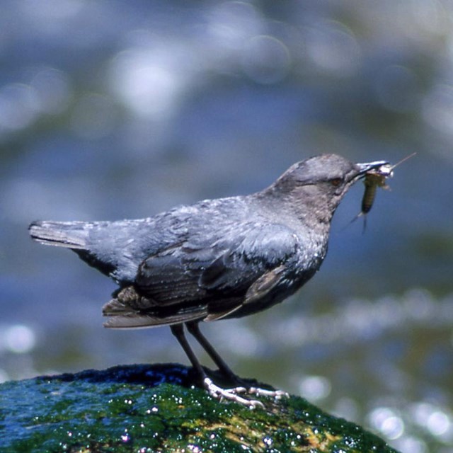 Gray bird perched on rock in a stream and with insect in its beak