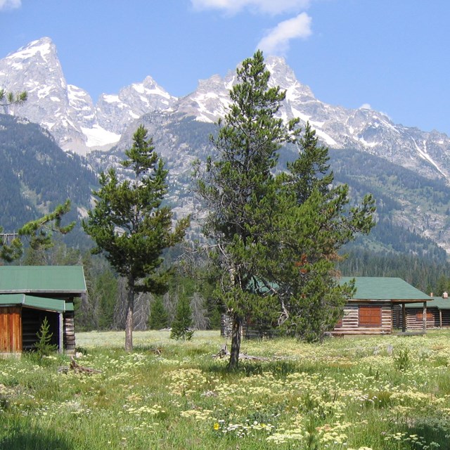 Log cabins in a grassy opening dotted with pine trees and the Grand Teton Mountain Range in the back