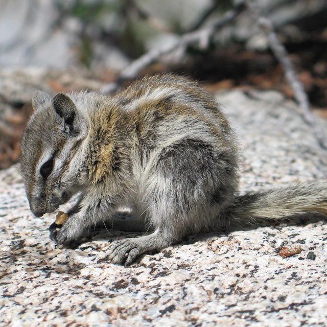 Animals, Plants, and Habitats - Mountains (. National Park Service) Animals, Plants, and Habitats - Mountains (. National Park Service)