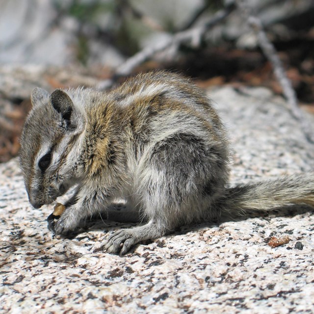 Alpine chipmunk on granite rock