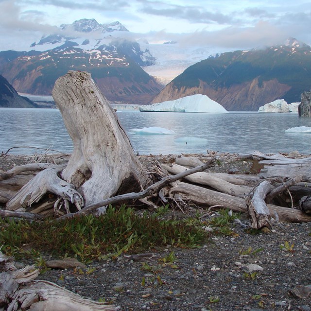 Glaciers float in a water body with tall mountains in the background and driftwood on the shoreline.
