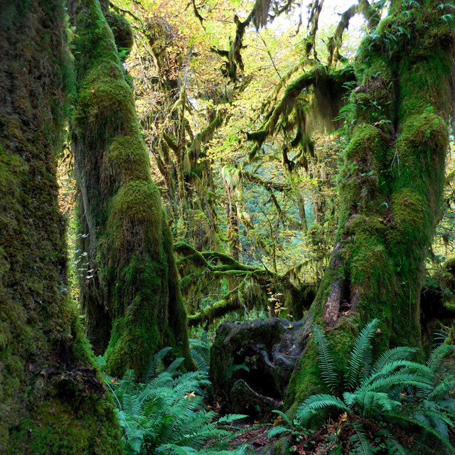 Moss, ferns, and lush green vegetation grow on the ground and on tree trunks in shady forest grove.
