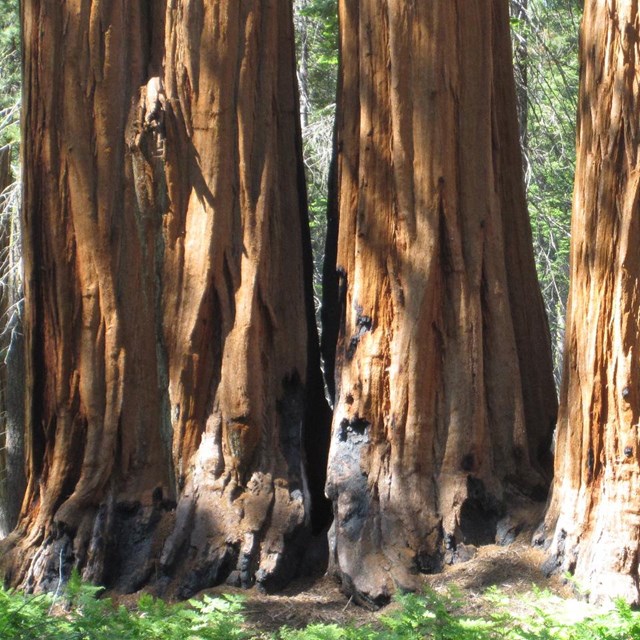 Reddish bark and black charring from fire at the bases of five giant sequoias in filtered sunlight.