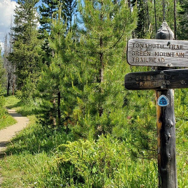 Trail sign and trail through young pine forest