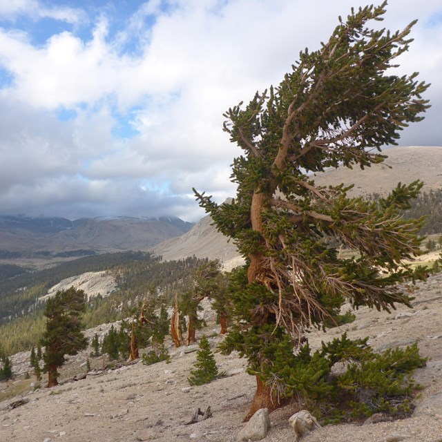 Windswept pine on a granite slope with distant views of clouds and more forest.