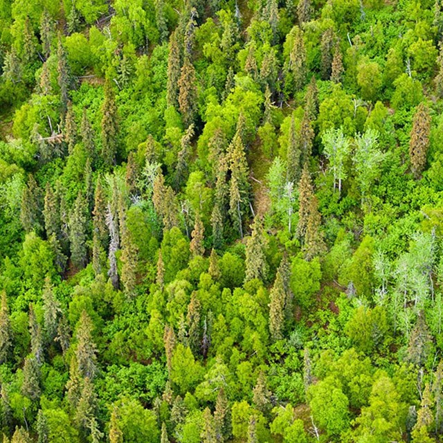Aerial view of conifers and bright green deciduous trees