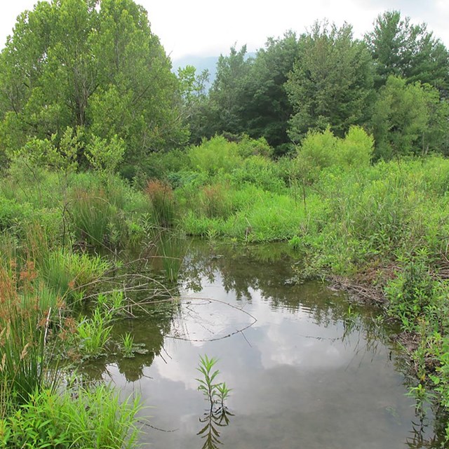 Standing water surrounded by bright green shrubs, herbaceous vegetation, and trees