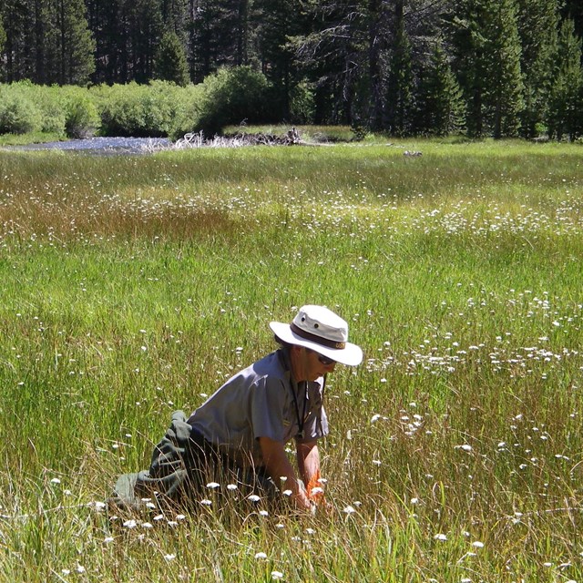 Botanist in NPS uniform installs a wetlands monitoring plot in a large meadow.