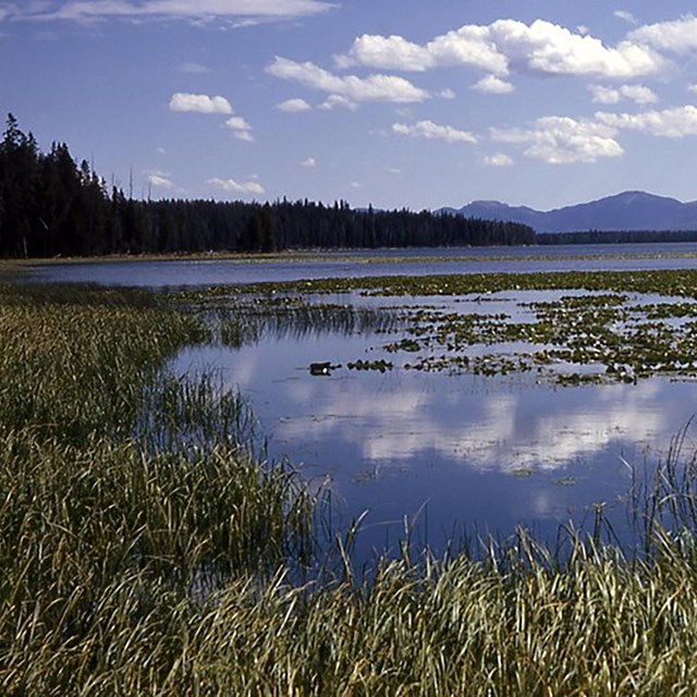 Open water reflecting clouds and blue sky, with wetland vegetation around edges and floating.