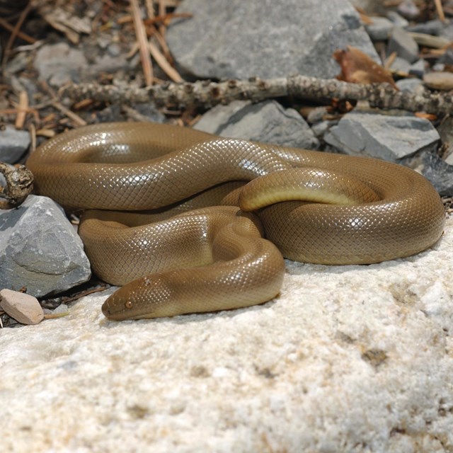 A small brown snake curling around itself