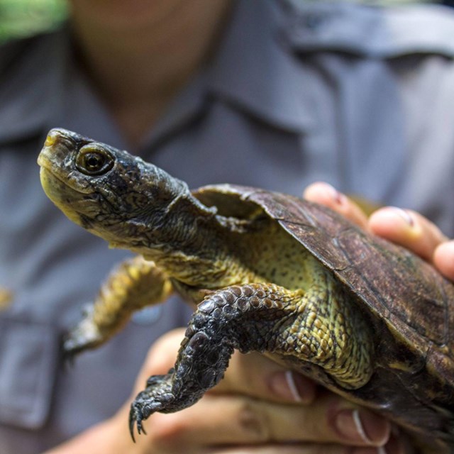 A western pond turtle about to be released