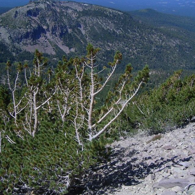 Shrubby whitebark pine trees on a high slope with views of mountain in distance.