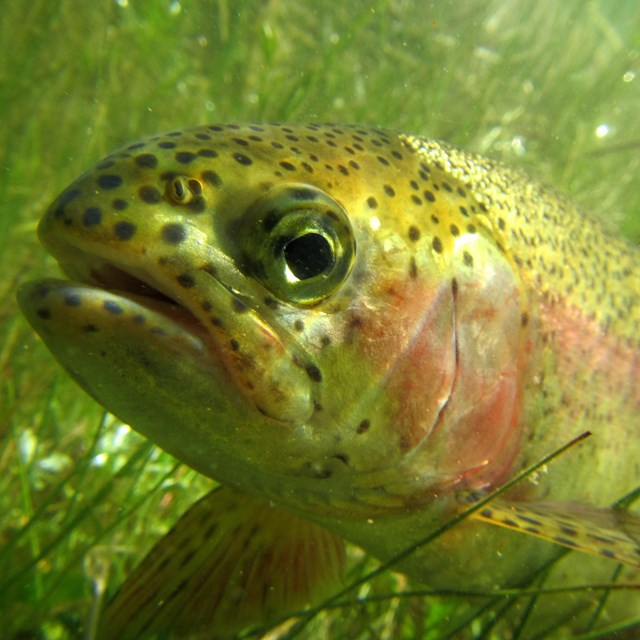 A trout with a pink stripe down its side.