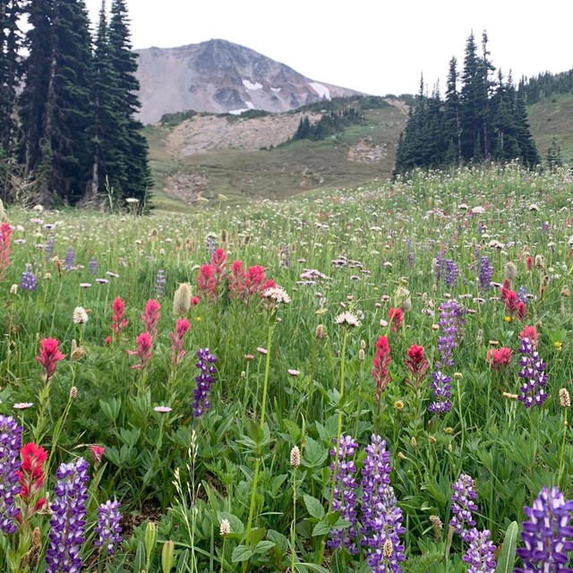 Colorful purple, red, and white wildflowers fill a meadow on rolling slopes.