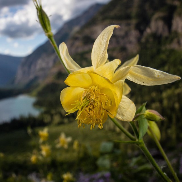 Closeup of yellow columbine flower with lake and mountains in background.