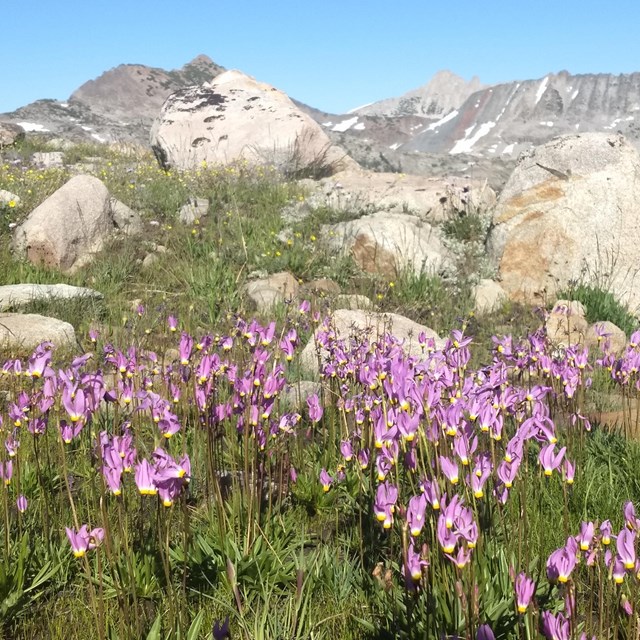 Clump of purple flowers mixed in with green stems and grasses; view of granite mountains 