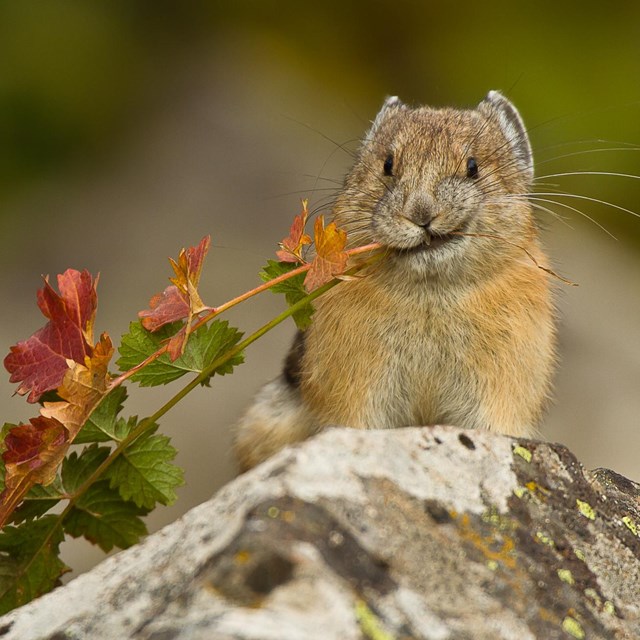 Pica with flowers in its mouth.