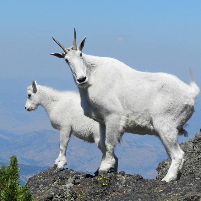 Two mountain goats standing on a rocky ledge