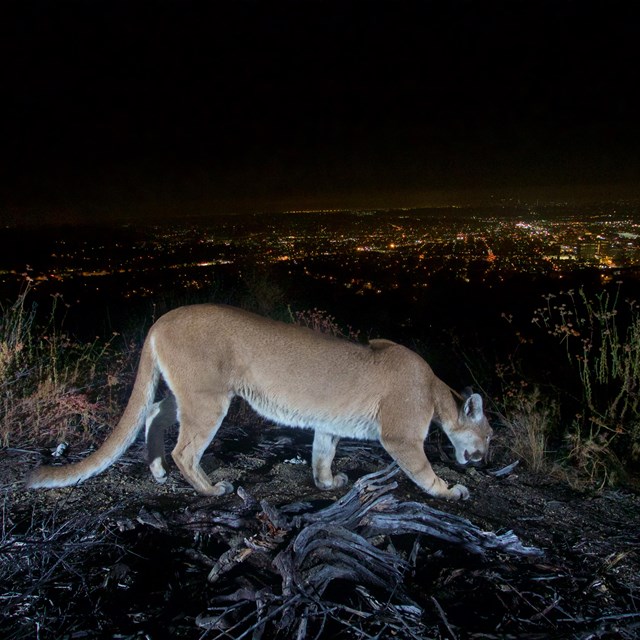 A mountain lion photographed at night with city lights in the distance