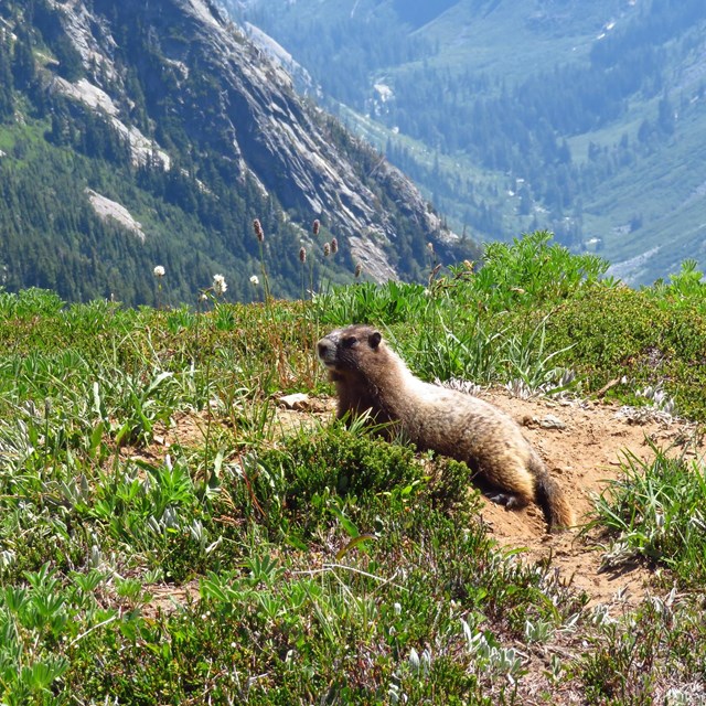 A marmot lying in the grass with mountains in the distance