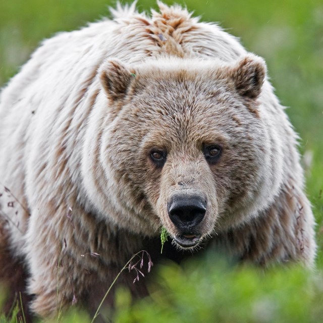 Grizzly bear in tall yellow foliage