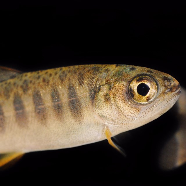 Close up of juvenile coho salmon