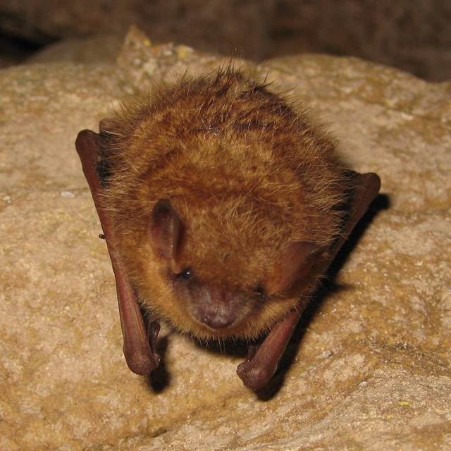 Tricolored bat clinging to the face of a rock