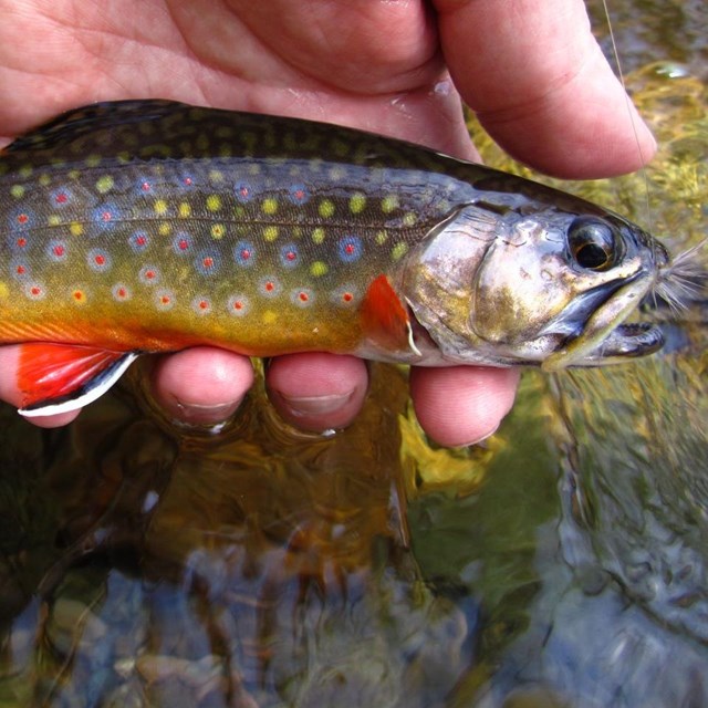 Colorful fish with an orange belly, blue spots, and white strips on fins