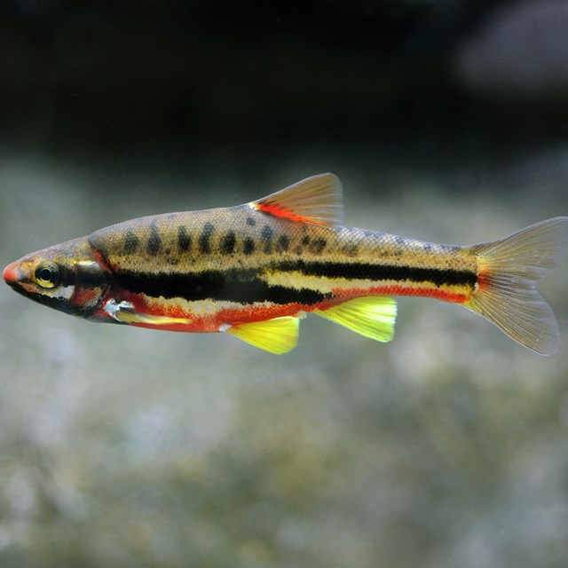 Fish with black stripe stripe, a red belly, and yellow fins.