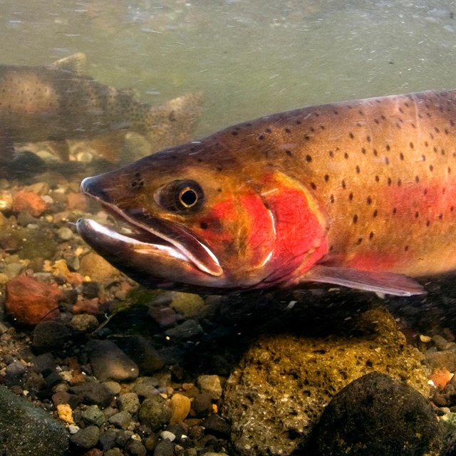 Two yellowstone cutthroat trout swimming upstream
