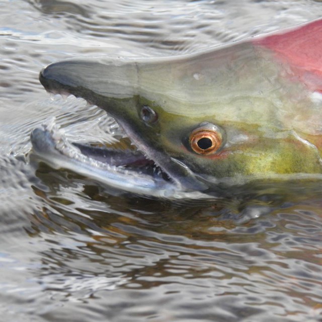 Sockeye salmon with green head and red body in shallow water.