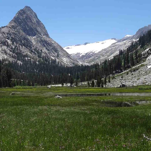 An alpine meadow in the Sierras with wetlands.