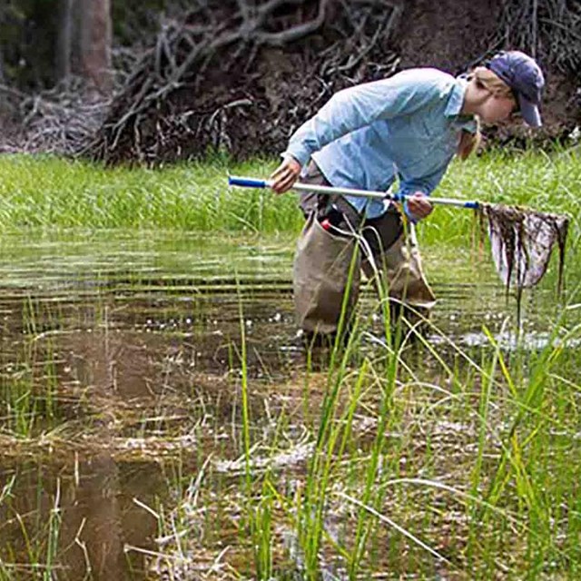 A researcher uses a net in a shallow pond to survey amphibians.